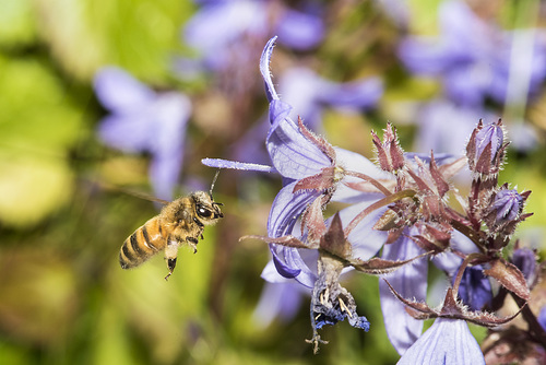 Honey Bee on bluebells and Nettle flowers