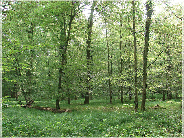 Frisches Grün im Oberwald Karlsruhe