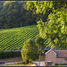 Belgian Wineyard