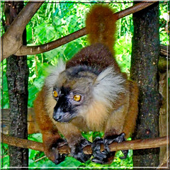 Nosy Be : il lemure , animaletto socievole esclusivo dell'isola - HFF Fence Friday