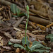 Goodyera pubescens (Downy Rattlesnake Plantain)