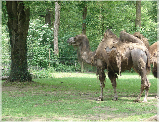 Trampeltier [Camelus ferus]