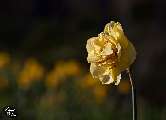 179/366: Yellow Triple Rose Daffodil