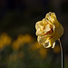 179/366: Yellow Triple Rose Daffodil