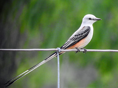 Day 5, Scissor-tailed Flycatcher, King Ranch, Norias Division