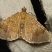 Moth IMG 5832