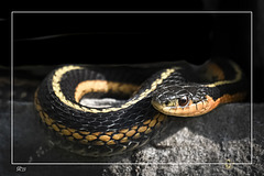 Wild Eastern garter snake