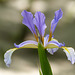 Delicate Iris
