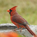 Cardinal, male