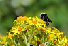 Bumblebee on wildflowers