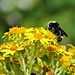 Bumblebee on wildflowers