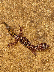 marbled  gecko