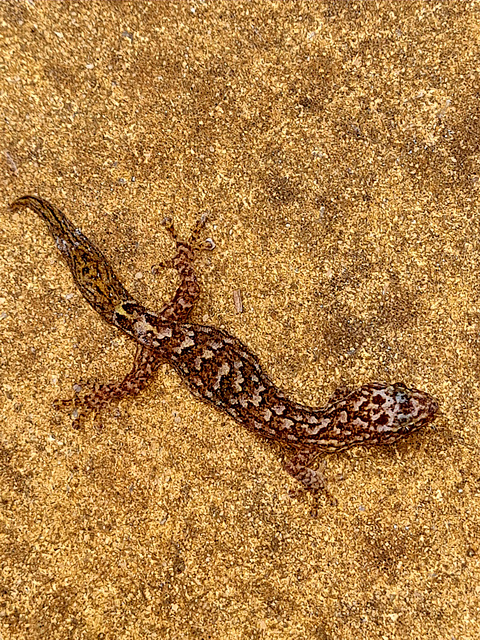 marbled  gecko