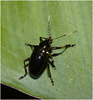 IMG 7434 Beetle