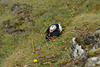 Iceland, Dyrhólaey Cape, The Puffin on the Slope