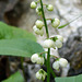 Greenish-flowered Wintergreen / Pyrola chlorantha