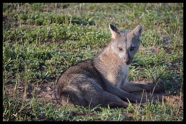 Crab-eating fox