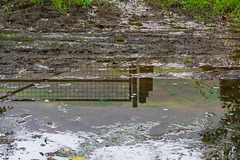 Muddy puddle Landscape reflection