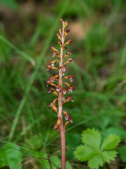 Corallorhiza maculata var. maculata (Summer Coralroot orchid or Spotted Coralroot orchid)