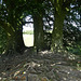 Trees Near Avebury Stone Circle