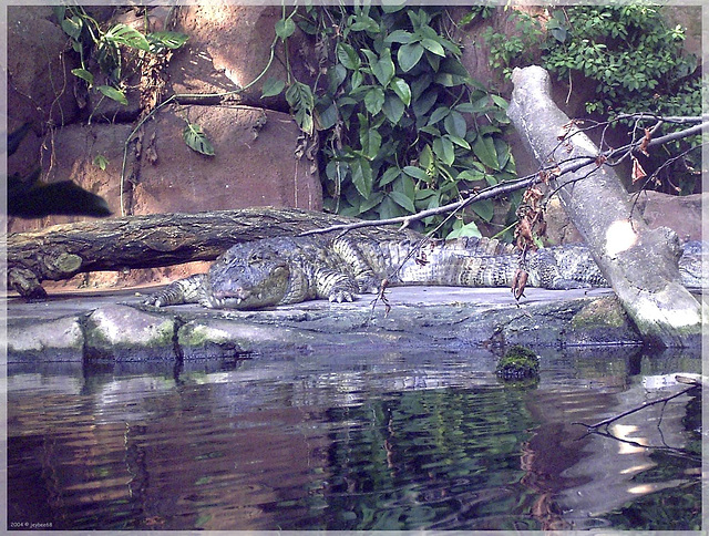 Wilhelma Stuttgart - Krokodil