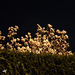 magnolias sous la lumière du réverbère