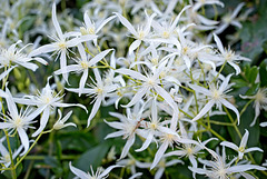 Australian Clematis flowers