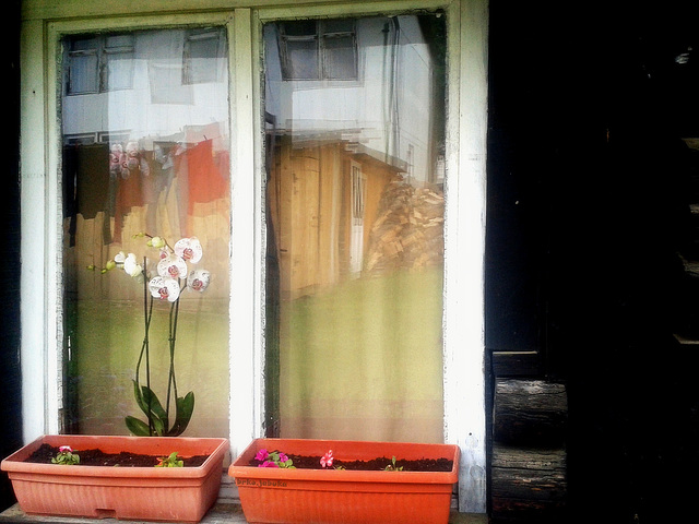 An orchid in my neighbor's window