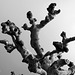 Rudesheim- Humanoid Plane Tree