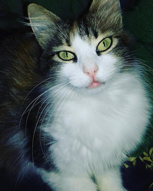 What a beautiful cat - Pasha