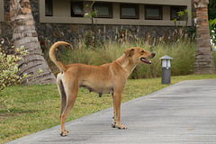 Mauritius Straßenhund DSC08532