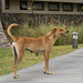 Mauritius Straßenhund DSC08532