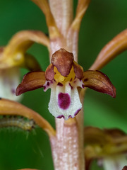 Corallorhiza maculata var. maculata (Summer Coralroot orchid or Spotted Coralroot orchid)