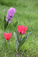 Tulpen mit Hyazinthe