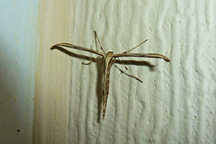 Common Plume Moth 1