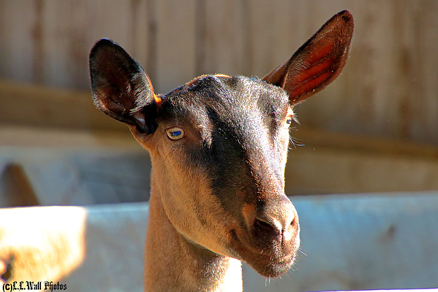 Barnyard Goat