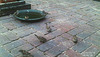 Sparrows taking advantage of a fresh sanding