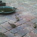 Sparrows taking advantage of a fresh sanding
