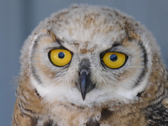 Sweet young owl
