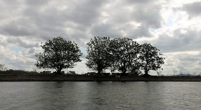Quatre arbres nicaraguayens et un troupeau