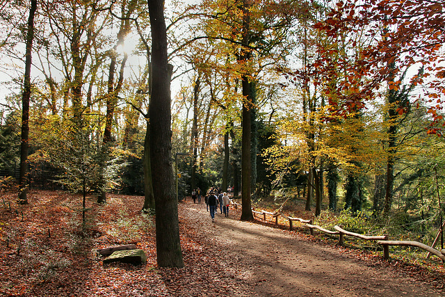 Herbstlicher Rombergpark (Dortmund-Brünninghausen) / 8.11.2020
