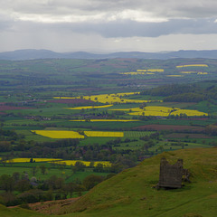 a scattering of yellow fields