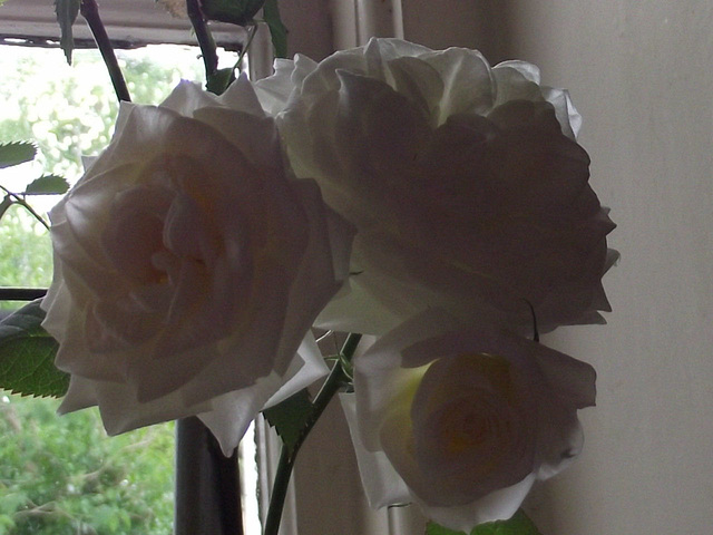 There were 7 blooms on the rose this year