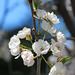 Hawthorn blossom / Crataegus