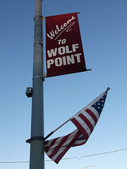 Loup et drapeau /Wolf and flag