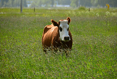 Cow in the long grass