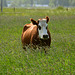 Cow in the long grass