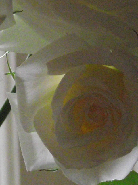 The creamy petals of the rose