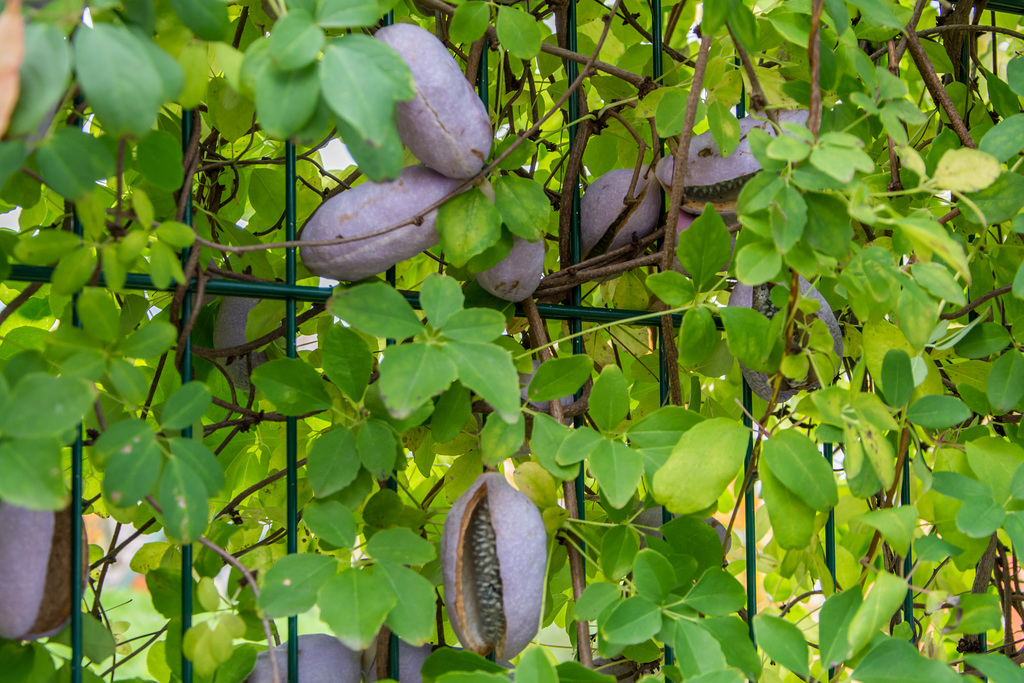 akebia quinata (schokoladenwein)