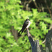 Tree swallow (F)
